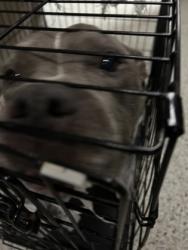 Shelter Stray Female Dog last seen Near UNION ST, Union City, GA, 1251 Fulton Industrial Blvd NW, Atlanta, GA 30336, USA