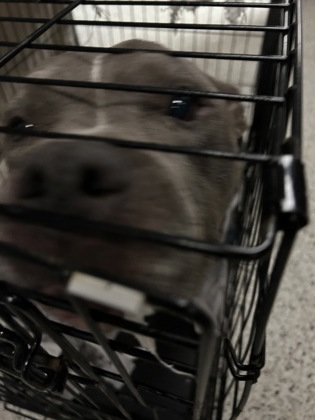 Shelter Stray Female Dog last seen Near UNION ST, Union City, GA, 1251 Fulton Industrial Blvd NW, Atlanta, GA 30336, USA