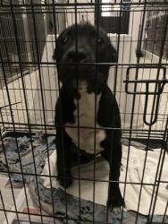 Shelter Stray Male Dog last seen Near KINGSTON RD NW, Atlanta, , 1251 Fulton Industrial Blvd NW, Atlanta, GA 30336, USA