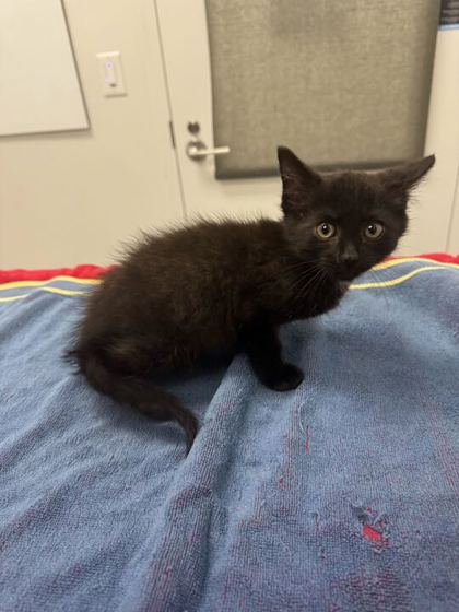 Shelter Stray Male Cat last seen 75th and Wornall, 64123, MO, 7077 Elmwood Ave, Kansas City, MO 64132, USA