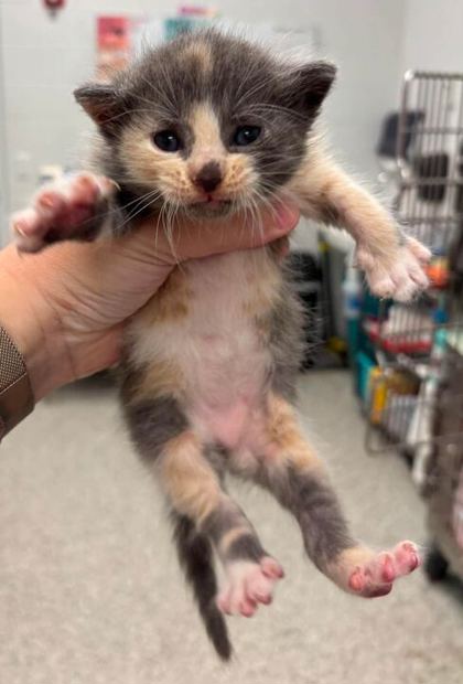 Shelter Stray Female Cat last seen Near Longview Rd, Kansas City, MO 64134, 64134, MO, 7077 Elmwood Ave, Kansas City, MO 64132, USA
