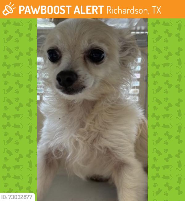 Found/Stray Male Dog last seen Plano Rd and Spring Valley, Richardson, TX 75083