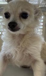 Found/Stray Male Dog last seen Plano Rd and Spring Valley, Richardson, TX 75083