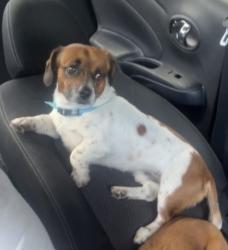 Found/Stray Male Dog last seen Lansdale , Lansdale, PA 19446