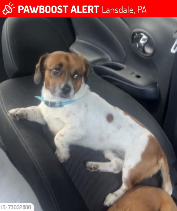 Found/Stray Male Dog last seen Lansdale , Lansdale, PA 19446