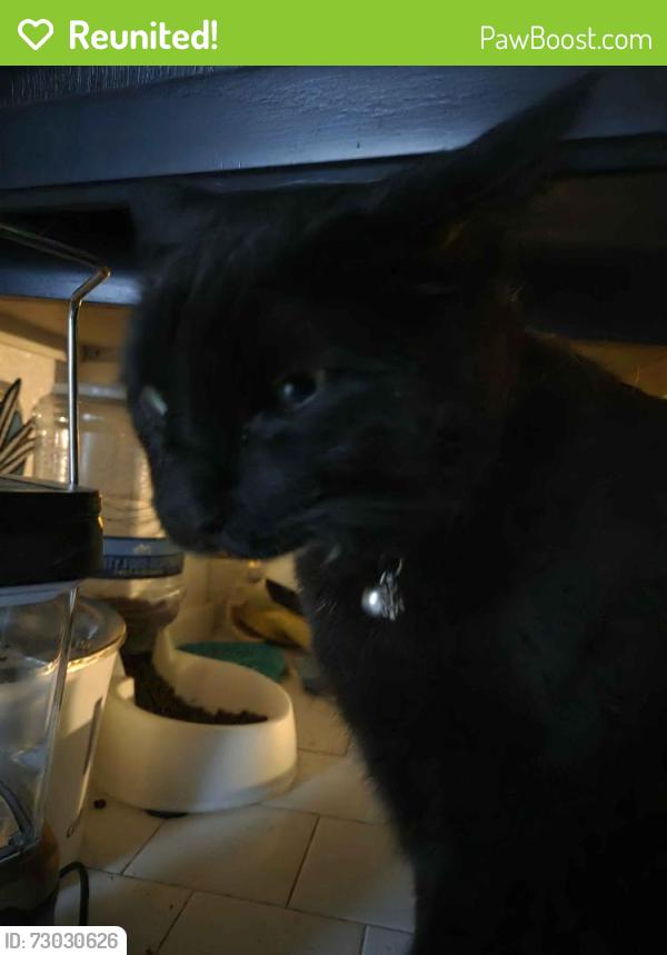 Reunited Male Cat last seen Right across from Lombard Commons Park, Edgewood Ave side. , Lombard, IL 60148