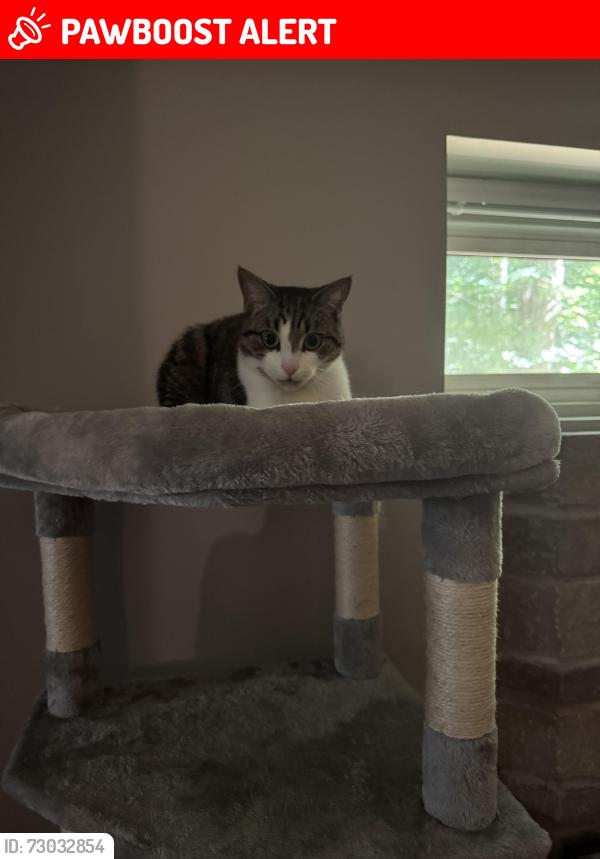 Lost Male Cat last seen Overhead bridge road tiny Ontario concession road 12, Penetanguishene, ON L0L 2J0