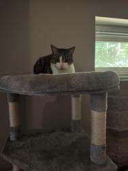 Lost Male Cat last seen Overhead bridge road tiny Ontario concession road 12, Penetanguishene, ON L0L 2J0