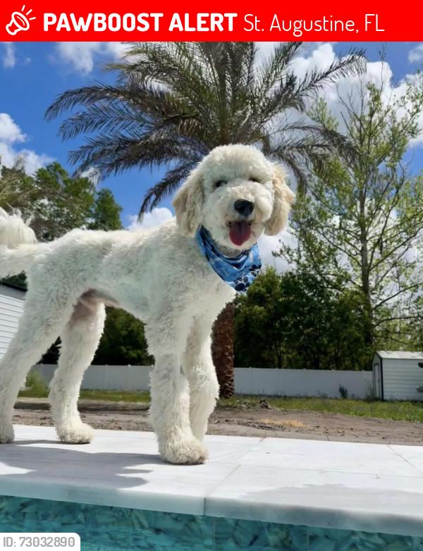 Lost Male Dog last seen Near Culver’s and boat ride sign, St. Augustine, FL 32085