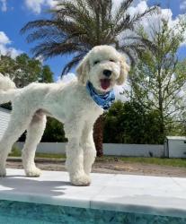 Lost Male Dog last seen Near Culver’s and boat ride sign, St. Augustine, FL 32085