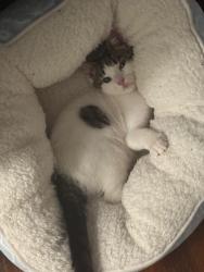 Reunited Female Cat last seen Near ave and 80 street, Queens, NY 11373