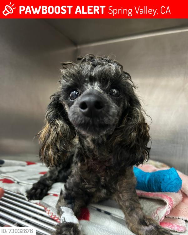 Lost Male Dog last seen Elkelton, Spring Valley, CA 91977