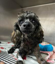 Lost Male Dog last seen Elkelton, Spring Valley, CA 91977