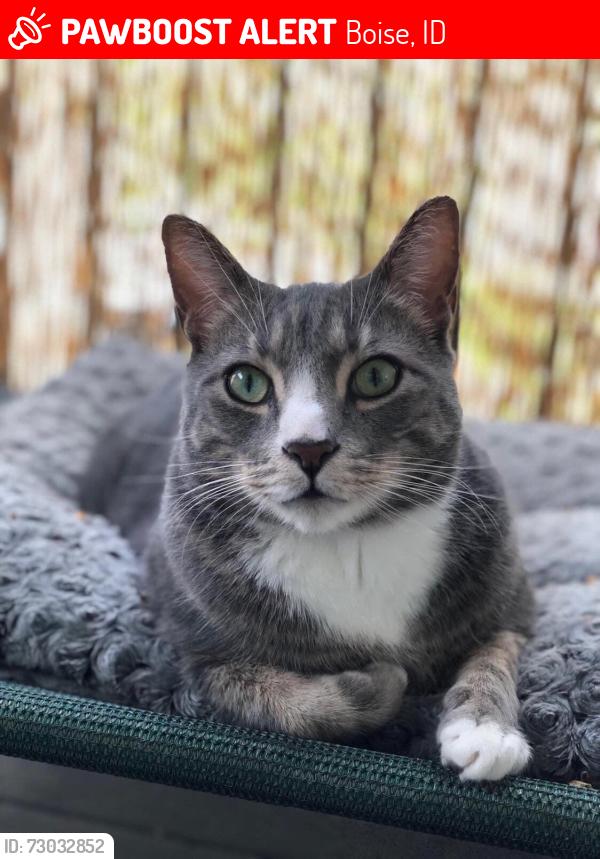 Lost Male Cat last seen Franklin orchard Franklin Curtis Franklin phillippi, Boise, ID 83705