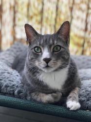 Lost Male Cat last seen Franklin orchard Franklin Curtis Franklin phillippi, Boise, ID 83705