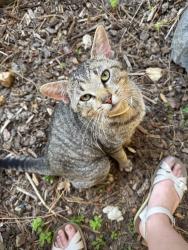 Found/Stray Male Cat last seen Weimar Hills Rd, Colfax, CA 95713