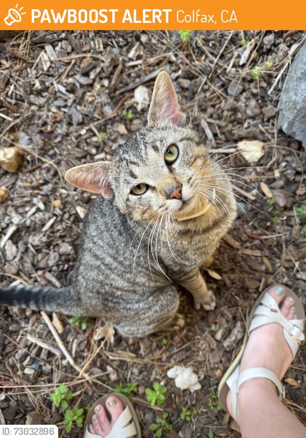 Found/Stray Male Cat last seen Weimar Hills Rd, Colfax, CA 95713