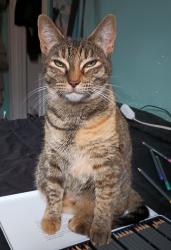 Lost Female Cat last seen Safeway highway 20, Bend, OR 97701