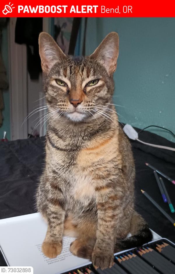 Lost Female Cat last seen Safeway highway 20, Bend, OR 97701