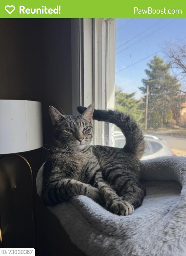 Reunited Male Cat last seen Twin Mills blvd and Park Drive , Fort Worth, TX 76179