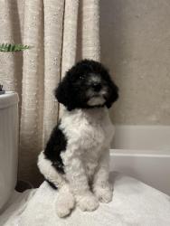 Reunited Male Dog last seen Near Leigh ave , San Jose, CA 95128