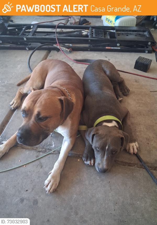 Found/Stray Male Dog last seen E Parkview ave across the street from the school, Casa Grande, AZ 85122