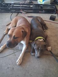 Found/Stray Male Dog last seen E Parkview ave across the street from the school, Casa Grande, AZ 85122