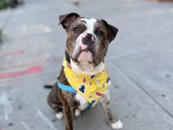 Shelter Stray Male Dog last seen Near Buhre Avenue, BRONX, NY, 10461, 326 E 110th St, New York, NY 10029, USA