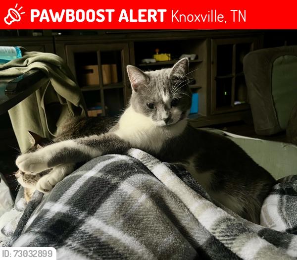 Lost Female Cat last seen Turkey Creek and Spinnaker Rd, Knoxville, TN 37934
