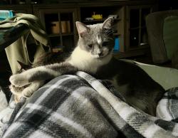 Lost Female Cat last seen Turkey Creek and Spinnaker Rd, Knoxville, TN 37934