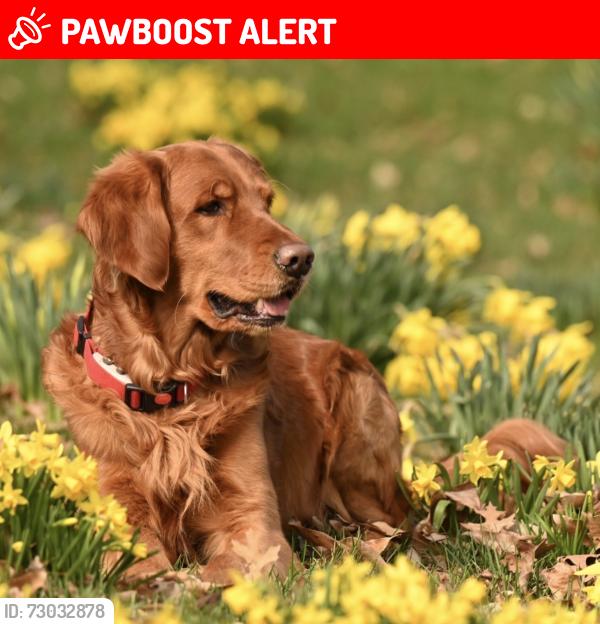 Lost Male Dog last seen South Hamilton & Reinbeau Drive, South Columbus, OH 43232