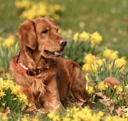 Lost Male Dog last seen South Hamilton & Reinbeau Drive, South Columbus, OH 43232