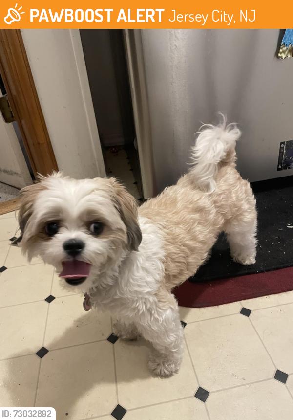 Found/Stray Female Dog last seen Neptune Avenue and Garfield Avenue, Jersey City, NJ 07305