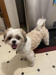 Found/Stray Female Dog last seen Neptune Avenue and Garfield Avenue, Jersey City, NJ 07305
