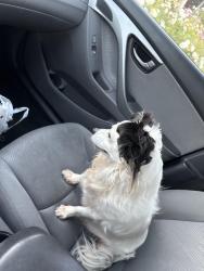 Reunited Female Dog last seen Bushard and Ellis, Fountain Valley, CA 92708