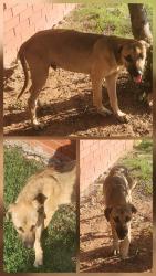 Found/Stray Male Dog last seen Braxton Square Shopping Center - NW Expwy & Rockwell, Oklahoma City, OK 73132