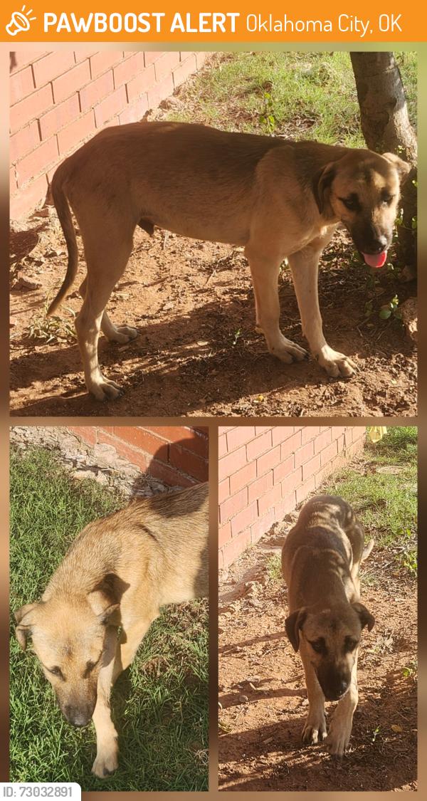 Found/Stray Male Dog last seen Braxton Square Shopping Center - NW Expwy & Rockwell, Oklahoma City, OK 73132