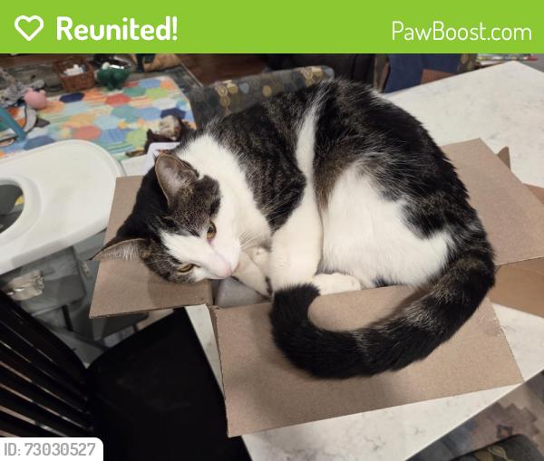 Reunited Female Cat last seen 48th Ave NE and NE 50th Street, Seattle, WA 98105