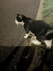 Reunited Unknown Cat last seen Darien Way, New Hope, PA 18938