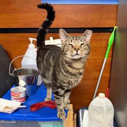 Shelter Stray Male Cat last seen , Animal Care & Control Team of Philly, 111 W Hunting Park Ave, Philadelphia, PA 19140, USA