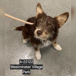 Shelter Stray Unknown Dog last seen , 6621 Westminster Ave, Garden Grove, CA 92844, USA