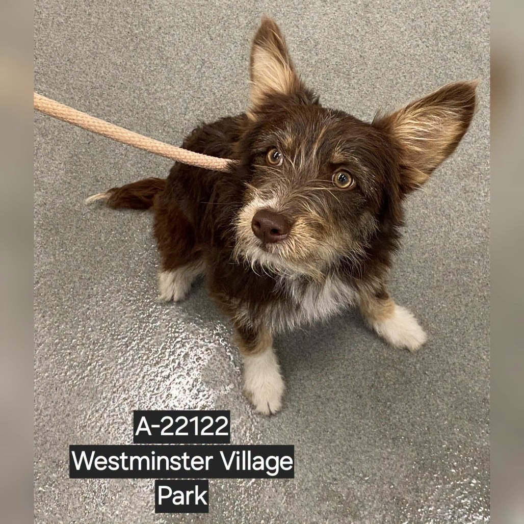 Shelter Stray Unknown Dog last seen , 6621 Westminster Ave, Garden Grove, CA 92844, USA