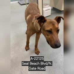 Shelter Stray Male Dog last seen , 6621 Westminster Ave, Garden Grove, CA 92844, USA