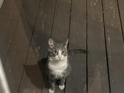Found/Stray Male Cat last seen Ridgefield Golf Course, Ridgefield, CT 06877