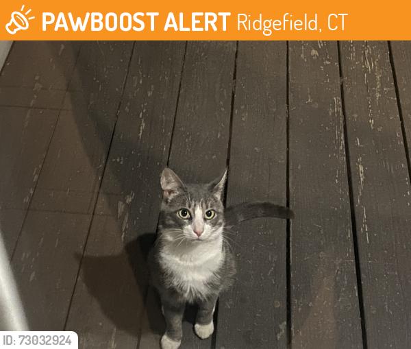 Found/Stray Male Cat last seen Ridgefield Golf Course, Ridgefield, CT 06877