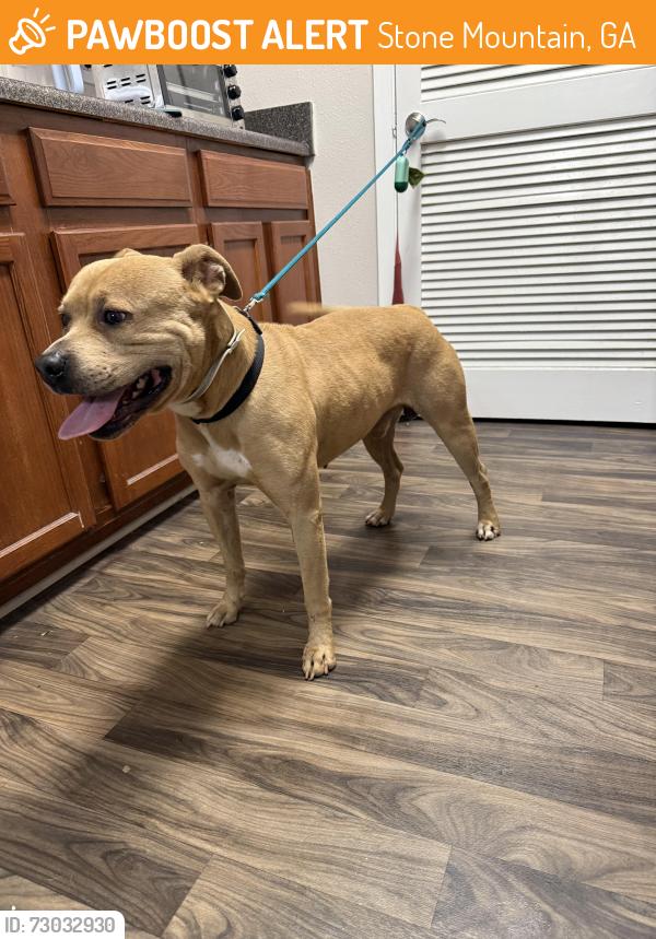 Surrendered Male Dog last seen Lake point drive, Stone Mountain, GA 30088