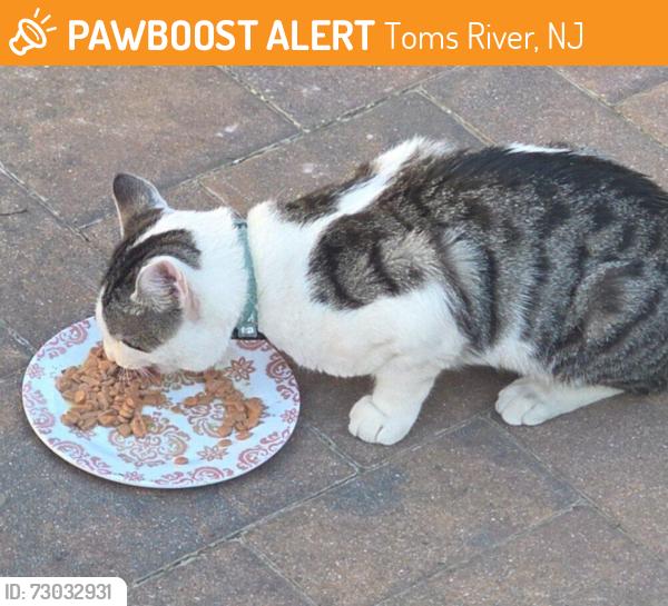 Found/Stray Unknown Cat last seen Kettlecreek road toms river, Toms River, NJ 08753