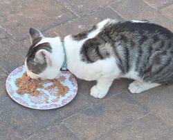 Found/Stray Unknown Cat last seen Kettlecreek road toms river, Toms River, NJ 08753