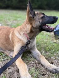 Lost Female Dog last seen Sollie, Mobile, AL 36619