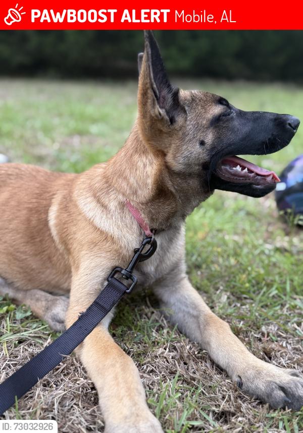 Lost Female Dog last seen Sollie, Mobile, AL 36619